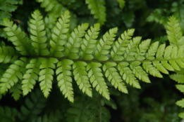 Polystichum polyblepharumGlansnaaldvaren bestellen